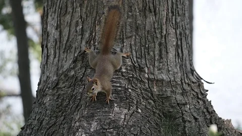 Red squirrel close up on a tree. Video stock 94155019