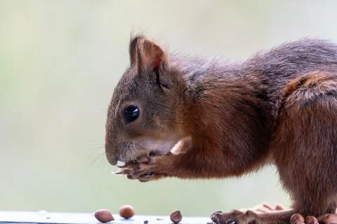 Red Squirrel Close-up While Gnawing a Nut with Claws Visible Stock Photos