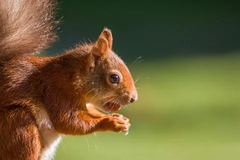 Red Squirrel Closeup Stock Photos