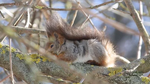Red squirrel clung to the branch and licks it. Early spring, March Stock Footage 73377803
