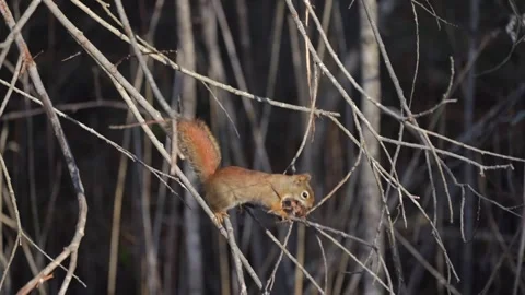 Red Squirrel Collecting Bark Vídeos de archivo 335880140