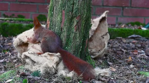 Red squirrel is collecting nesting material from a isolation mat. Stock Footage 232502254