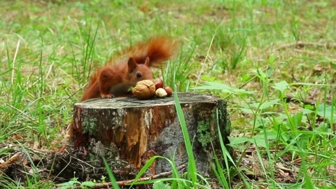 Red squirrel collecting walnut from tree stump in forest setting Stock Footage 314108684