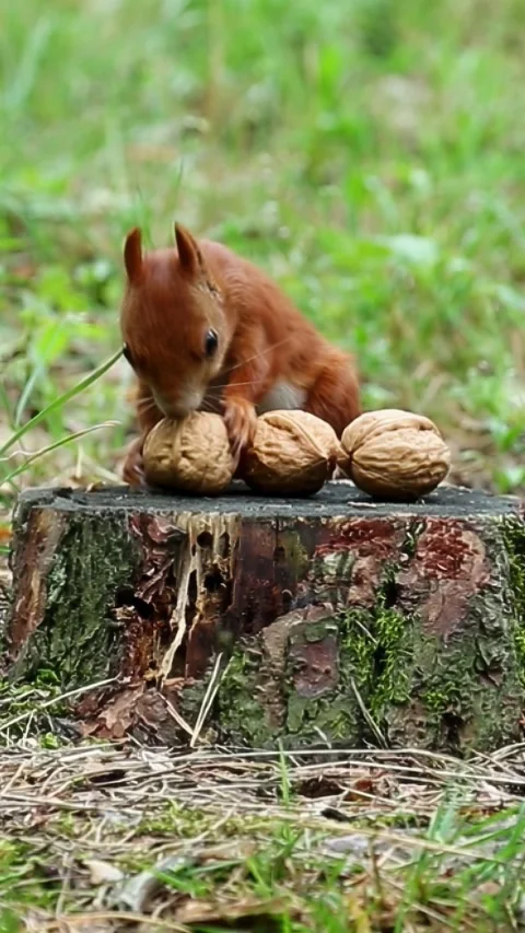 Red squirrel collecting walnuts from tree stump in forest clearing Stock Footage 314137546