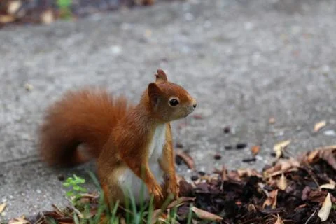 Red squirrel collects nuts in the grass Stock-Fotos