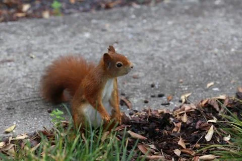 Red squirrel collects nuts in the grass Foto stock