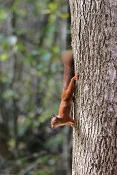 Red squirrel coming down tree trunk looking Stock Photos