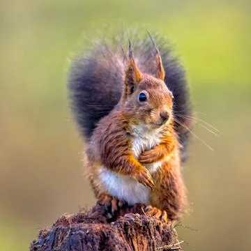 Red squirrel curious on tree trunk Stock Photos