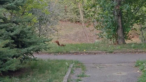A red squirrel in a deciduous forest Stock Footage 317572466