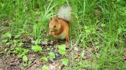 Red squirrel deftly gnaws nuts in the park Vidéo 76319392