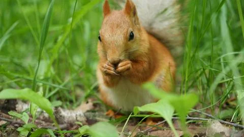 Red squirrel deftly gnaws nuts in the park Stock Photos
