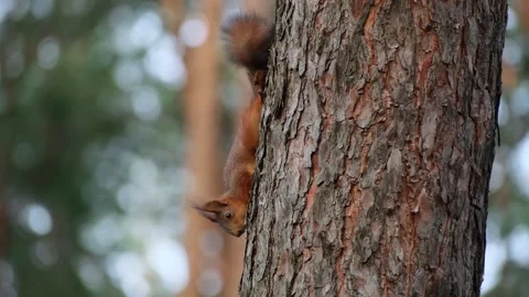 Red Squirrel Descending Pine Tree Trunk In Winter Forest Stock Footage 344051188