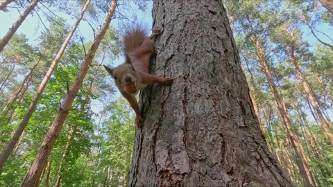 Red squirrel descending tree trunk in forest environment Stock Footage 318339333