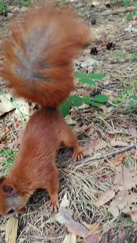 Red squirrel digging and burying food in natural forest habitat Stock Footage 314312765