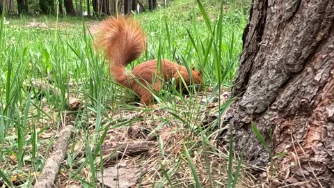 Red Squirrel Digging and Eating Nut Near Tree Trunk in Forest Stock Footage 340405241