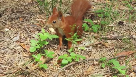Red squirrel digging and searching for food in natural forest ground Stock Footage 314314248