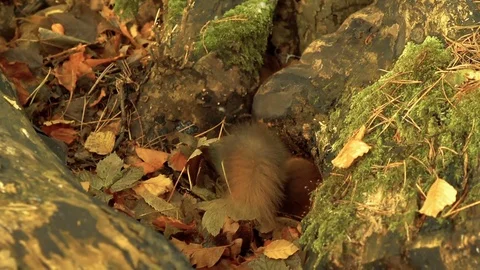 Red Squirrel Digging Stock Footage 71788510