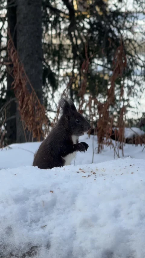 Red squirrel digging in the snow at the base of a pine tree Видео 306362949