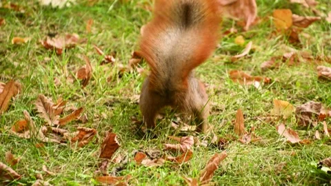 Red squirrel digging then running across grassy park with leaves Stock Footage 331240643