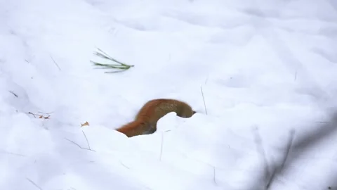 Red squirrel digging in the white winter snow. Stock Footage 328669071