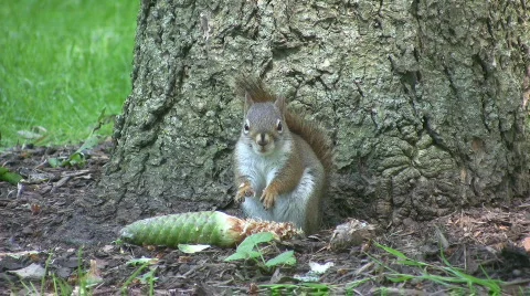 Red squirrel dines on pine cone. Stock Footage 138044