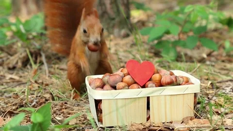 Red squirrel discovering nuts in decorative heart basket outdoors Stock Footage 314022463