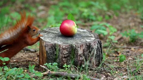Red squirrel discovers and examines red apple on tree stump Video stock 313680824