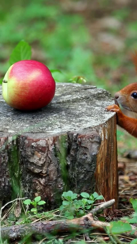 Red squirrel discovers apple on tree stump in woodland Stock Footage 313094535