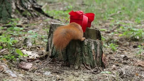 Red squirrel discovers gift box on tree stump in forest Video stock 313310637