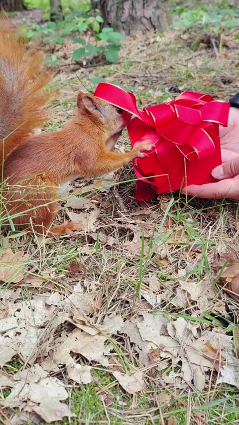 Red squirrel discovers gift box with nuts in forest outdoor setting Stock Footage 314267149