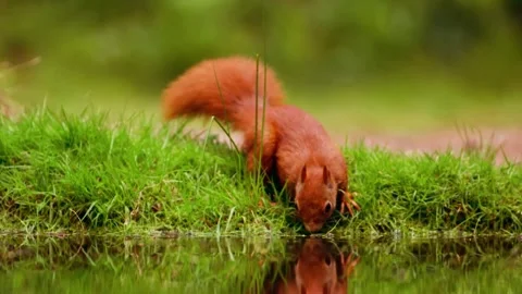 Red Squirrel Drinking Stock Footage 310855762