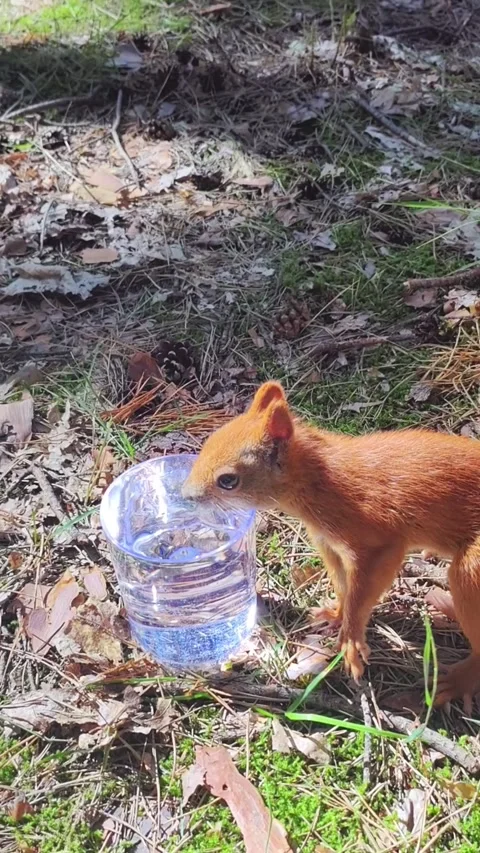 Red squirrel drinking water from plastic bottle in forest Stock Footage 314267536