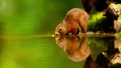 Red squirrel drinks water from calm pond surface reflecting animal in lush Stock Footage 344241140