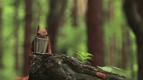 The red squirrel drinks water from a miniature bucket. Stock-Footage 165769014