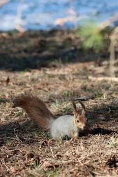 Red squirrel on dry pine needle forest ground, vertical Stock Photos