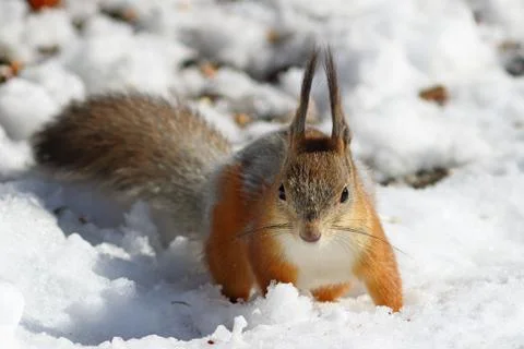 Red squirrel early spring in the snow Fotos de archivo