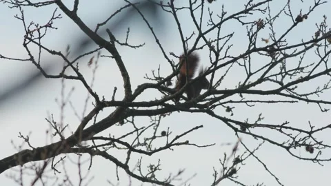 Red squirrel eating acorn on oak treetop against sky Stock Footage 329324200