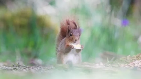 Red Squirrel eating apple Stock Footage 306794949
