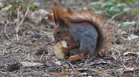 Red squirrel eating apple in spring forest Stock-Footage 68784853