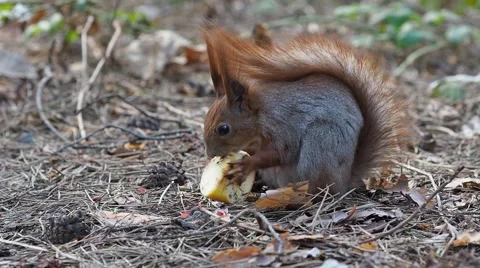Red squirrel eating apple in spring forest Stock-Footage 68784861