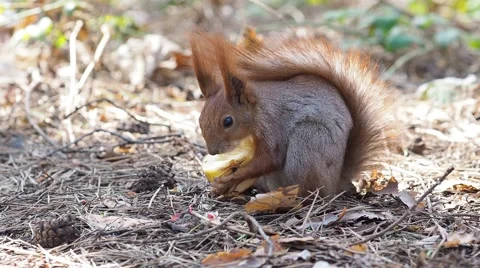 Red squirrel eating apple in spring forest Stock Footage 68784892