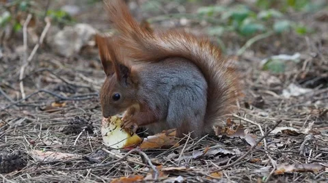Red squirrel eating apple in spring forest Stock-Footage 68784931