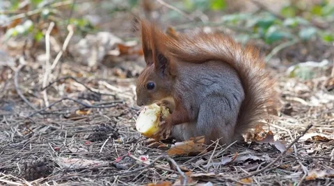 Red squirrel eating apple in spring forest Stock-Footage 68784947