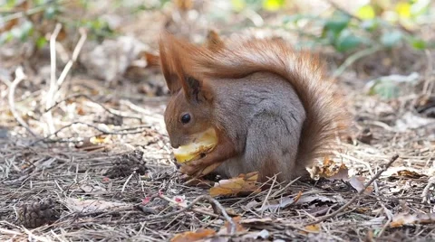 Red squirrel eating apple in spring forest Stock-Footage 68784954