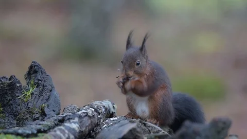 Red squirrel eating between dry trunks a cold morning Stock Footage 123496827