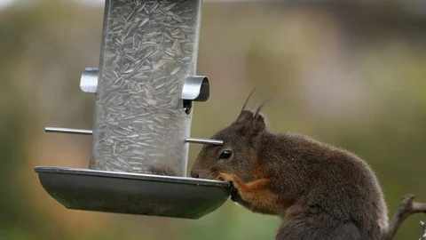Red squirrel eating  bird seed Stock Footage 108021920