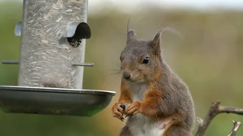 Red squirrel eating  bird seed Stock Footage 108021966