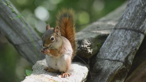 Red Squirrel Eating Birdseed Video stock 135099275