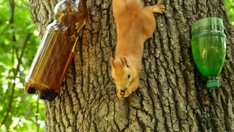 Red Squirrel eating from bottle feeder on the tree and looking at camera Stock-Footage 204789990
