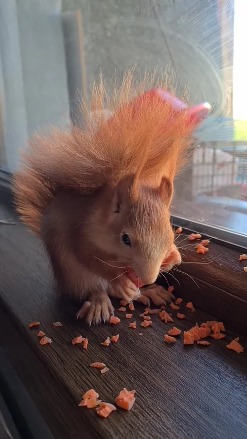 Red Squirrel Eating Carrot Stock Footage 220727472
